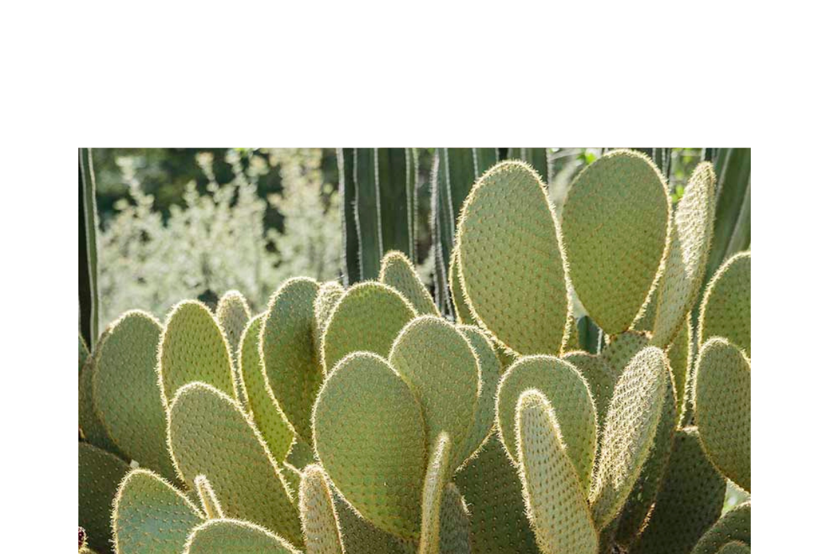 Cactus, a material that supports the environment